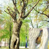 江西九江風(fēng)景樹成了垃圾桶